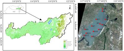 Composition, interaction networks, and nitrogen metabolism patterns of bacterioplankton communities in a grassland type Lake: a case of Hulun Lake, China